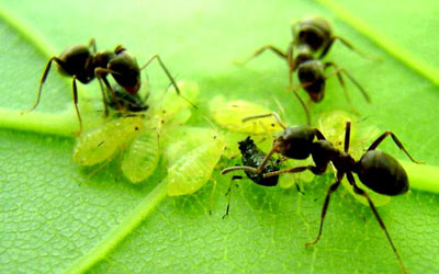 How to get rid of ants in the garden