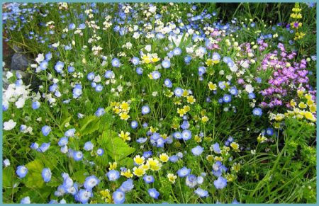 Nemophila: growing from seed