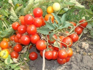 undersized crop tomatoes
