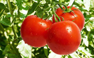 What fertilizers to apply when planting a tomato