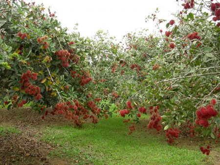 Raspberry tree: planting and care, reproduction