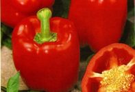 open ground pepper seeds