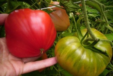 tomato