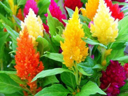 Celosia: planting from seeds