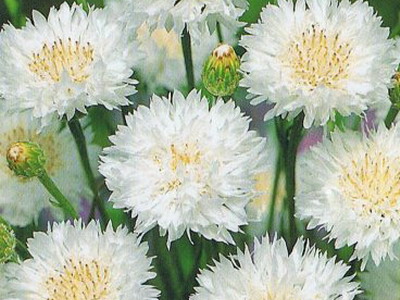 Terry cornflower