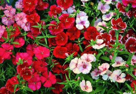 Chinese terry clove - cultivation