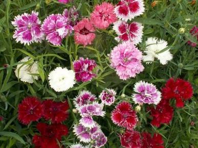 Chinese terry clove - seed cultivation