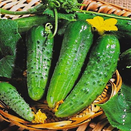 Hybrid variety Masha