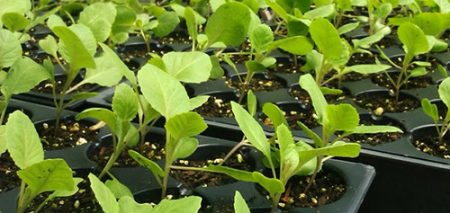 When to dive cabbage