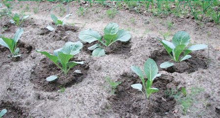 When to dive cabbage