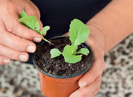 When to dive cabbage after germination
