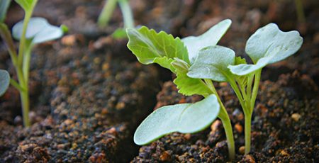 When to dive cabbage recommendations