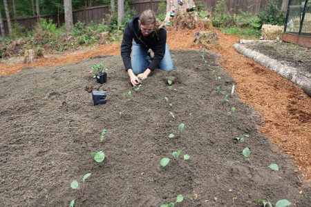 When to Dive Cabbage Tips