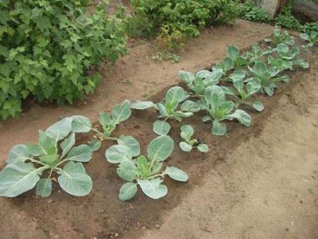 When to Dive Cabbage Dates