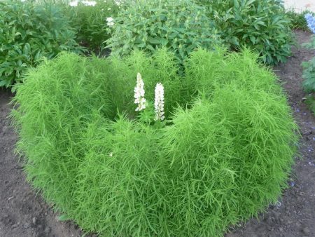 Cochia: growing