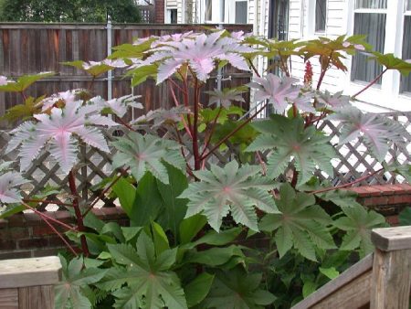 Castor oil plant: growing