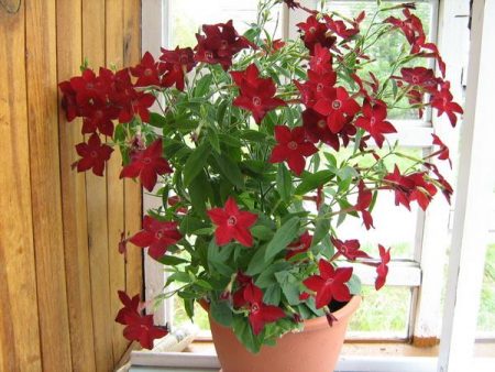 Fragrant tobacco