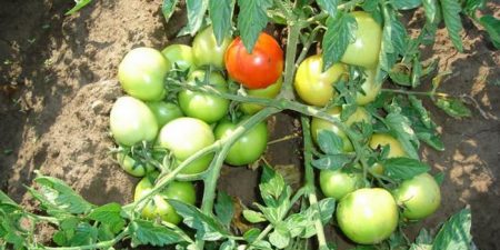 Tomatoes of Siberian selection