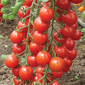 Siberian selection tomatoes for open ground
