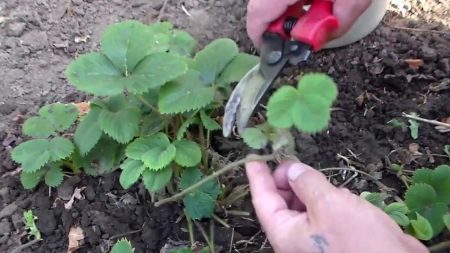 How to feed strawberries