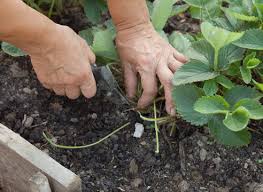 How to feed strawberries in early spring
