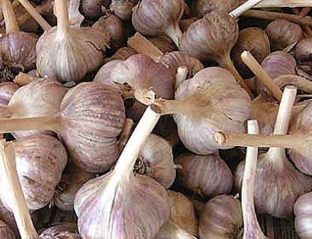 How to feed garlic in spring