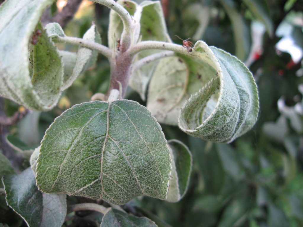 How to deal with aphids in trees