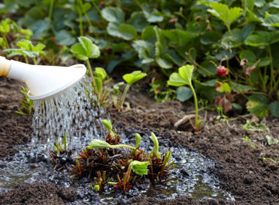 Strawberry: spring care, tips from experienced gardeners