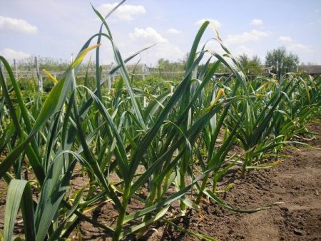 Garlic: how to water and feed