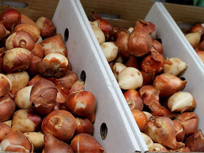 Kada iskopati tulipane i kako čuvati do sadnje u jesen