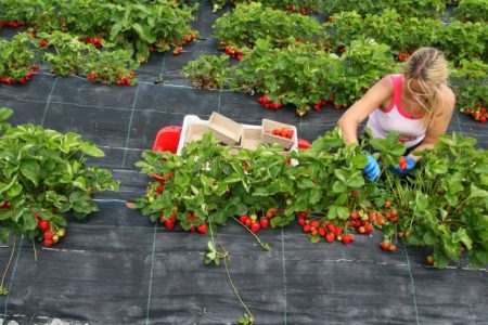 Strawberry dressing