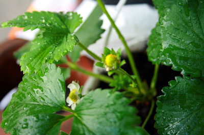 Strawberry: spring care, tips from experienced gardeners