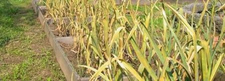 Garlic turns yellow