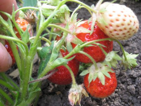 Strawberry dressing during flowering