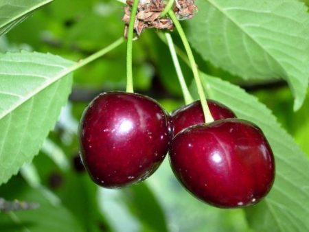 Cherry