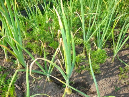 Why onions turn yellow, what to do