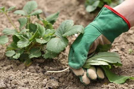 Strawberry dressing during flowering and fruiting