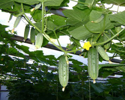 Why do cucumbers turn yellow in the greenhouse and what should be done