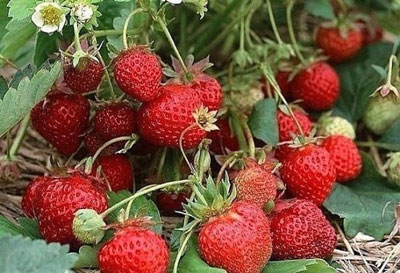 Strawberry: spring care, tips from experienced gardeners