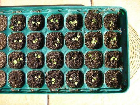 seed heicher