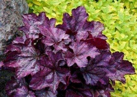 heichera purple castle