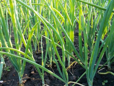 onions in the garden