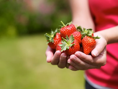 Strawberry: spring care, tips from experienced gardeners
