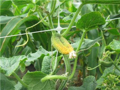 Why do cucumbers turn yellow in the greenhouse and what should be done