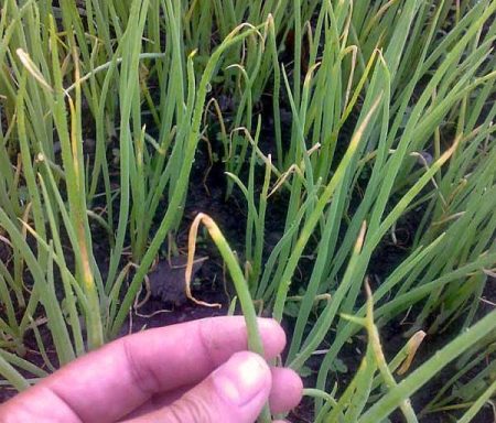 yellowing onions in the garden, what to do