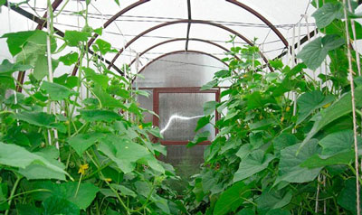 Why do cucumbers turn yellow in the greenhouse and what should be done
