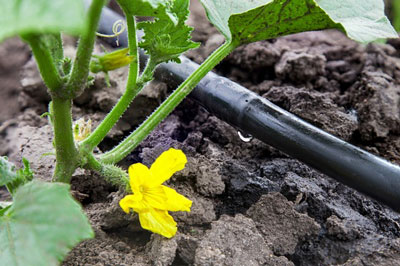 Why do cucumbers turn yellow in the greenhouse and what should be done