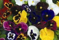 viola seed cultivation
