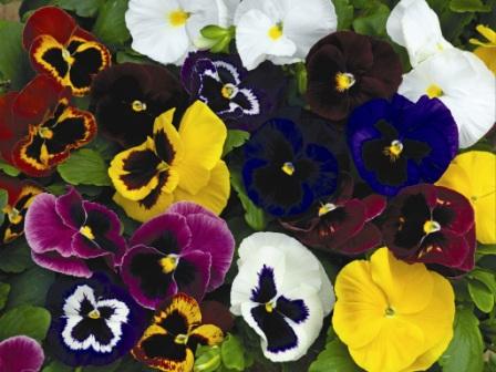 viola seed cultivation