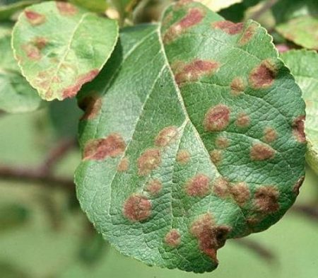 Brown spotted apple tree